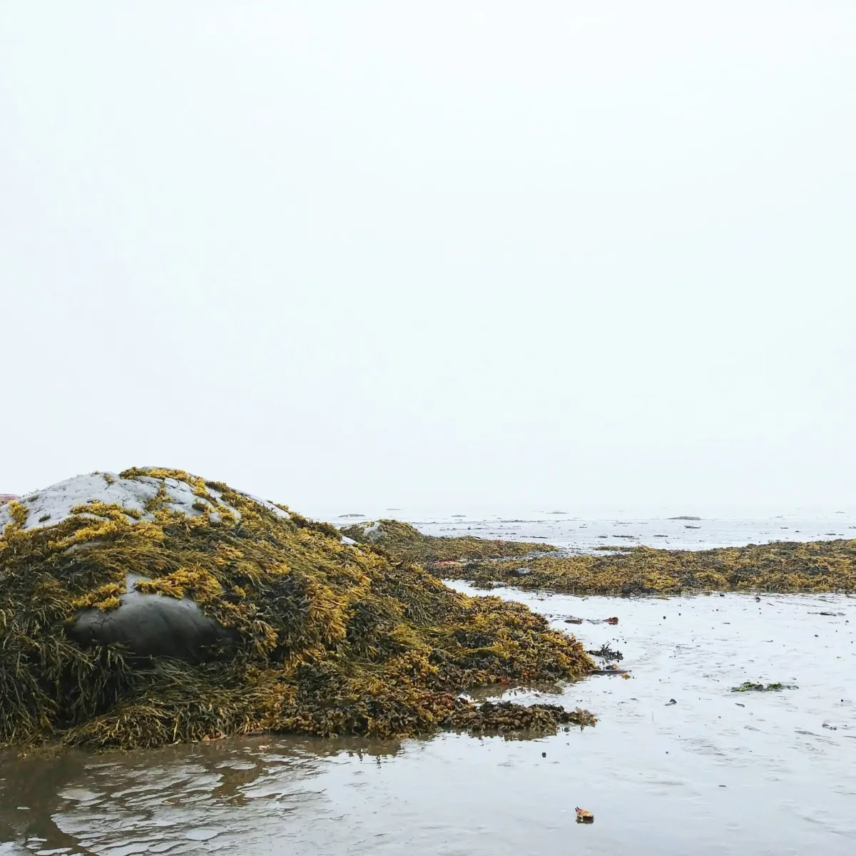Au milieu d'une épaisse brume blanche, un rocher couvert d'algues, à marée basse, sur les berges du fleuve Saint-Laurent.