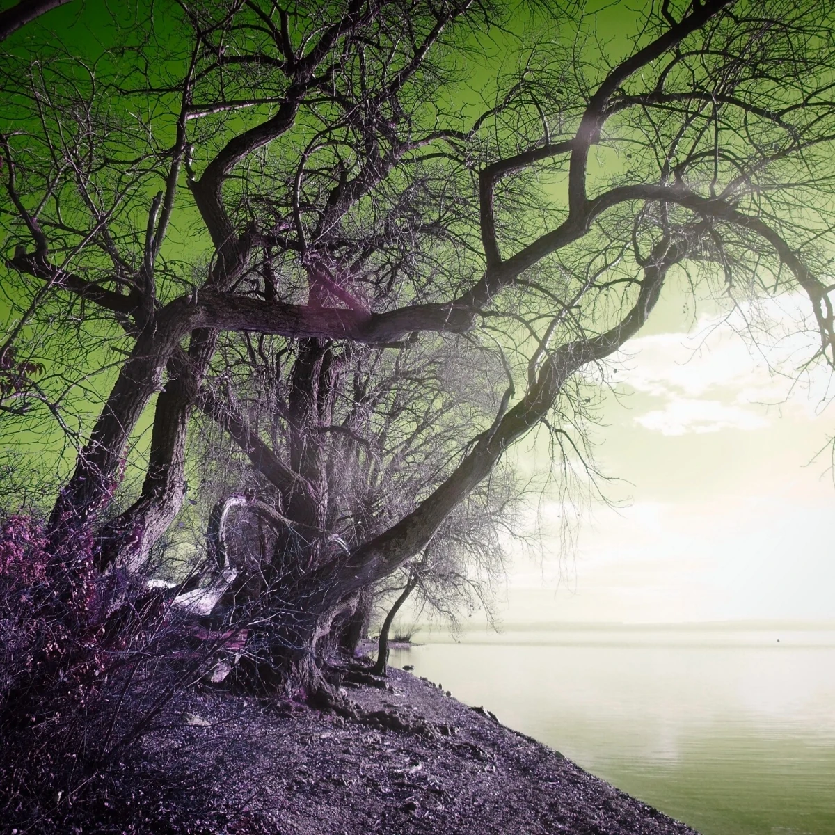 Quelques arbres dénudés, aux branches sinueuses, sur les berges rocailleuses d'un lac à l'eau calme. Les couleurs de la photo sont modifiées - le ciel est teinté de vert lime, et la lumière ambiante donne une lueur mauve à la végétation.