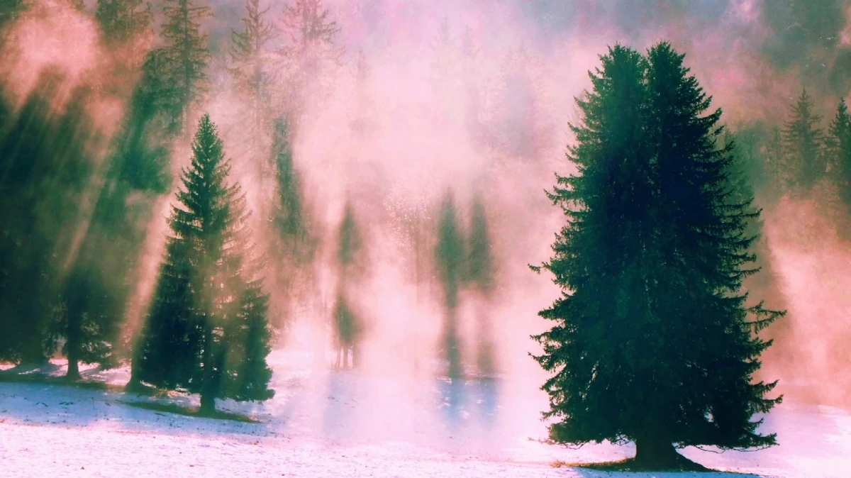 Une forêt de conifères. Le sol est tapissé de neige. Une lumière éblouissante illumine la scène.