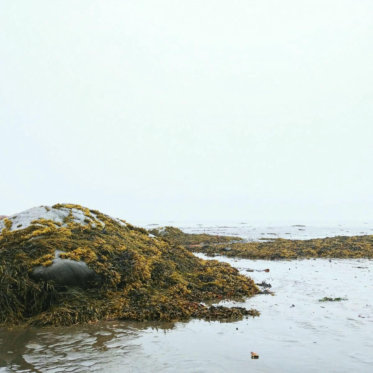 Au milieu d'une épaisse brume blanche, un rocher couvert d'algues, à marée basse, sur les berges du fleuve Saint-Laurent.