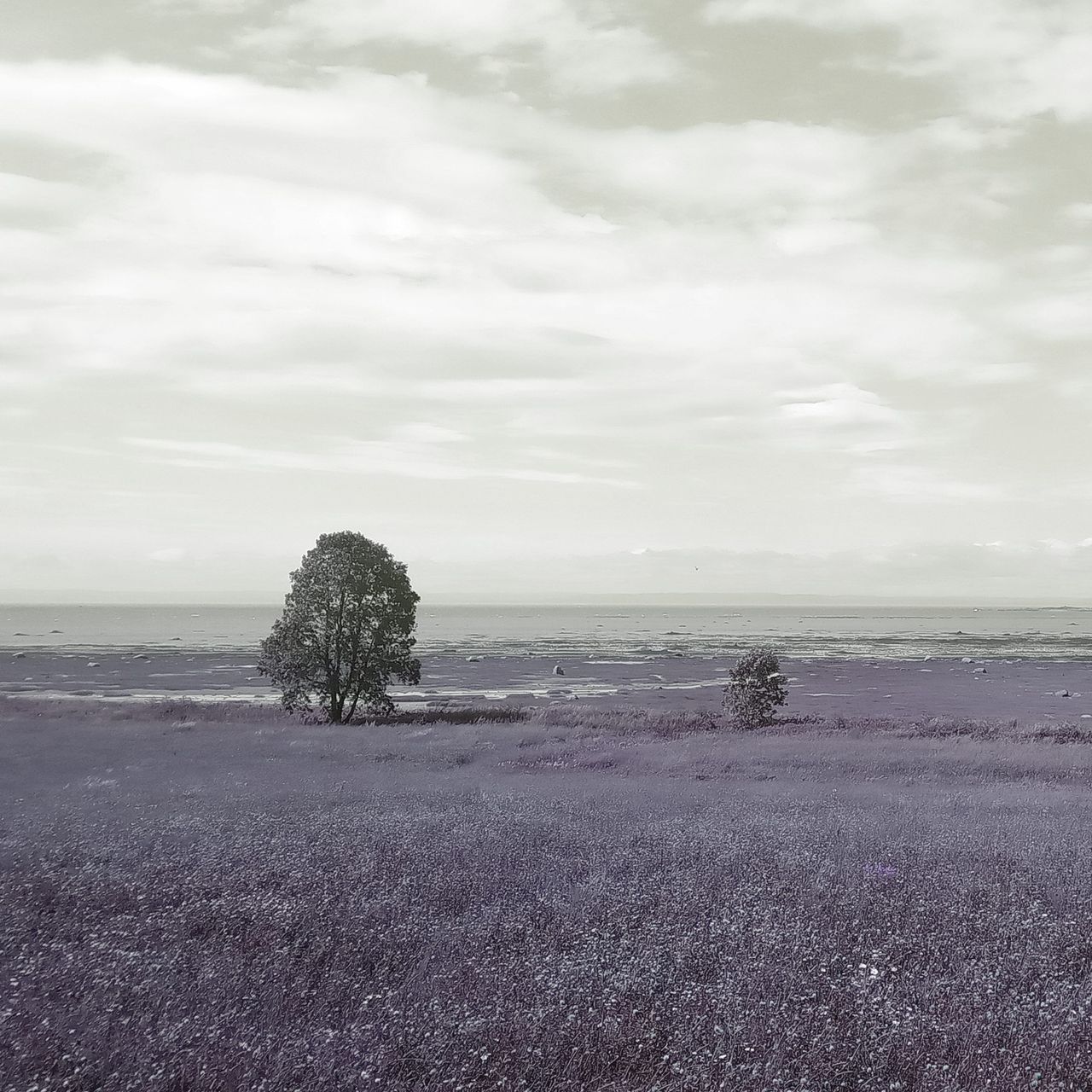 En teinte de gris et de mauve dé-saturé, deux arbres, un grand et l'autre petit, au milieu de champs d'herbe sur le bord du fleuve Saint-Laurent à marée basse.