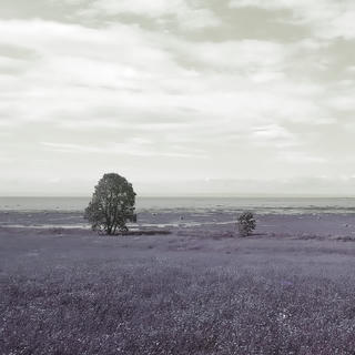 En teinte de gris et de mauve dé-saturé, deux arbres, un grand et l'autre petit, au milieu de champs d'herbe sur le bord du fleuve Saint-Laurent à marée basse.